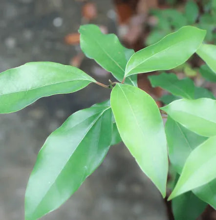Ravensara Bark (Malagasy) Pure Essential Oil