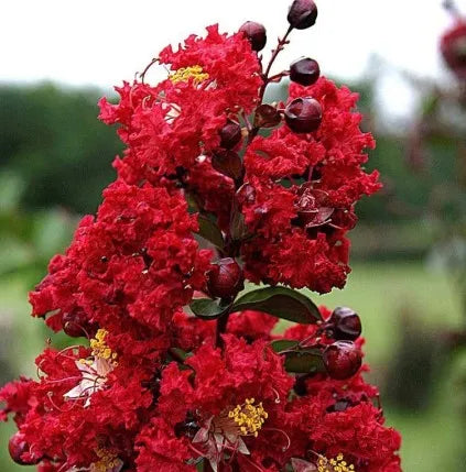 Myrtle (Moroccan) Pure Essential Oil