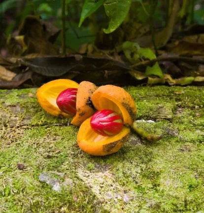 Nutmeg (Indian) Pure Essential Oil