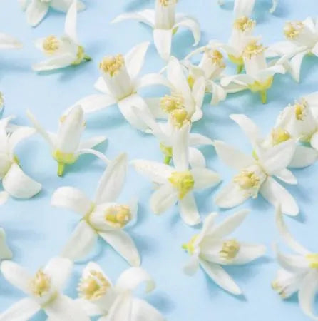 Neroli Egypt (Egyptian) Pure Essential Oil