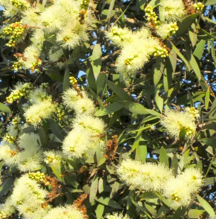 Niaouli (Malagasy) Pure Essential Oil