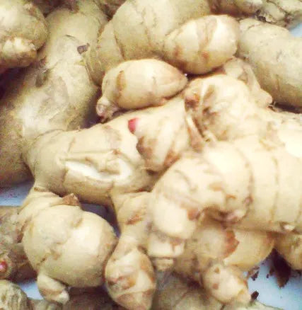 Nar Kachur (Indian) Pure Essential Oil