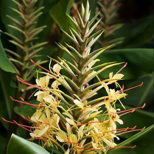 Hedychium (Indian) Pure Essential Oil