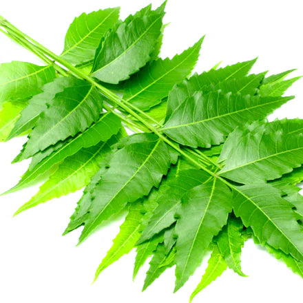 Neem Natural (Indian) Pure Essential Oil