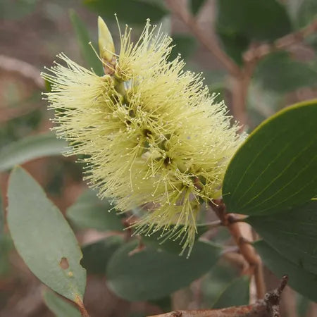 Nerolina (Australian) Pure Essential Oil