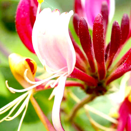 Honeysuckle Natural (Indian) Pure Essential Oil