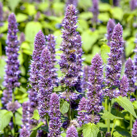 Hyssop (Slovenian) Pure Essential Oil