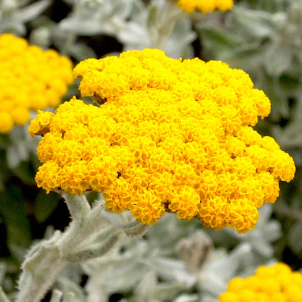 Helichrysum (African) Pure Essential Oil