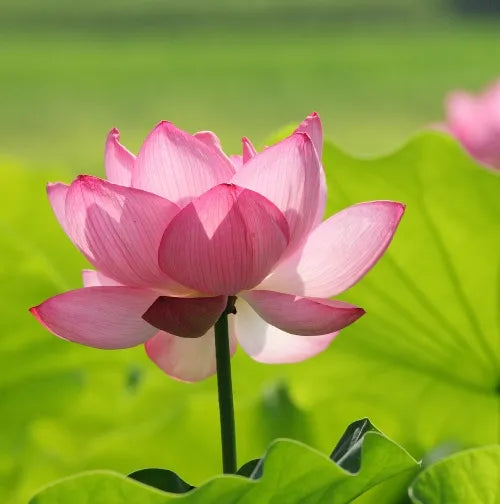 Lotus (Indian) Pure Essential Oil