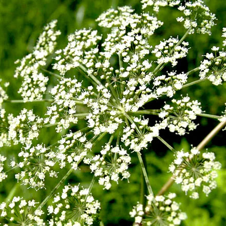 Spikenard (Nepali) Pure Essential Oil