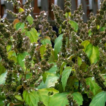 Patchouli (Indian) Pure Essential Oil