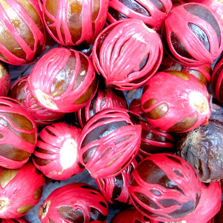Mace (Sri Lankan) Pure Essential Oil