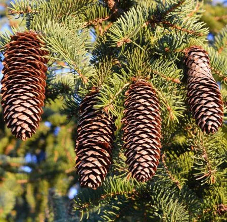 White Pine Needle (Hungarian) Pure Essential Oil