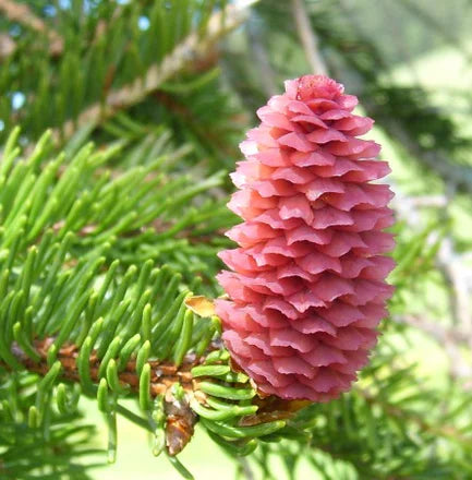 Pine (Hungarian) Pure Essential Oil