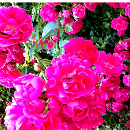 Rose de Mai (Indian) Pure Essential Oil