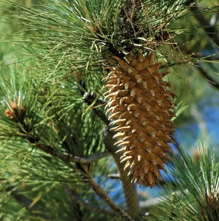 Pine Resinosa (Indian) Pure Essential Oil