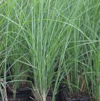 Lemongrass (Indian) Pure Essential Oil