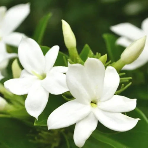 Jasmine (Indian) Pure Essential Oil