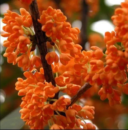 Osmanthus Natural (Chinese) Pure Essential Oil