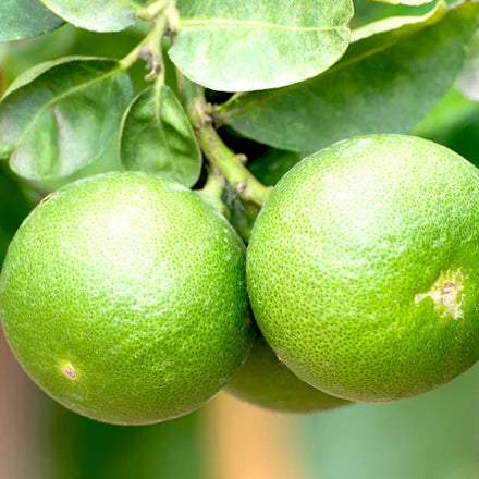 Persian (Tahiti) Lime (Brazilian) Pure Essential Oil