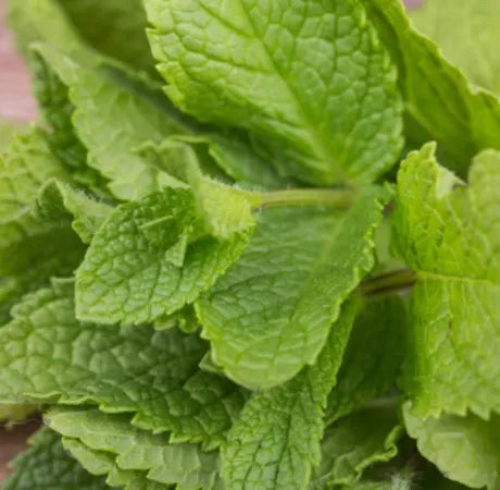 Japanese Peppermint (Indian) Pure Essential Oil