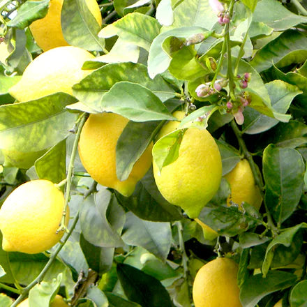 Lemon Argentina (Argentine) Pure Essential Oil
