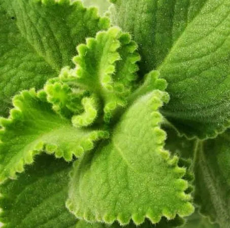 Origanum Vulgare (Spanish) Pure Essential Oil
