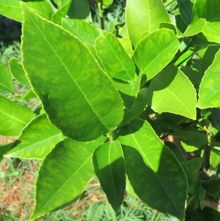 Lemon Leaves (Indian) Pure Essential Oil