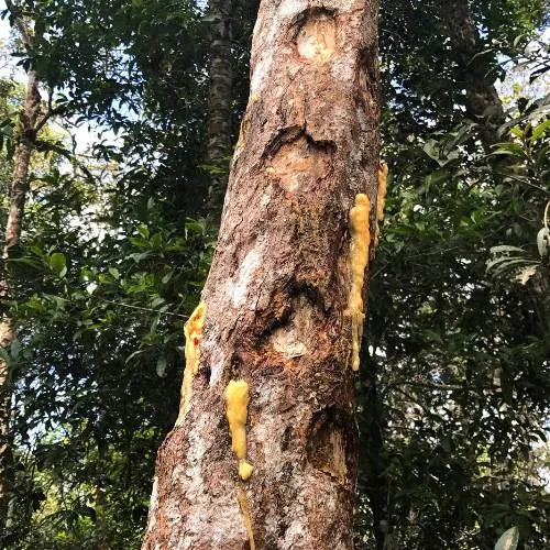 Gurjun Balsam (Indian) Pure Essential Oil