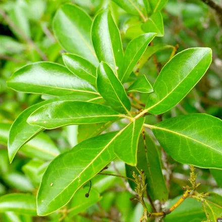 Laurel Leaf (Slovenian) Pure Essential Oil