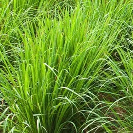 Jamrosa (Indian) Pure Essential Oil