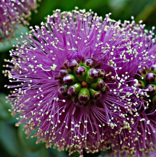 Honey Myrtle (Australian) Pure Essential Oil