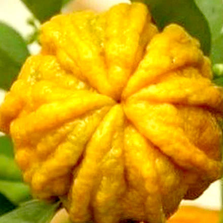 Petitgrain Sicily (Italian) Pure Essential Oil