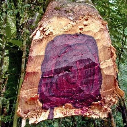 Rosewood (Indian) Pure Essential Oil