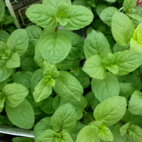 Spearmint Organic (Indian) Pure Essential Oil