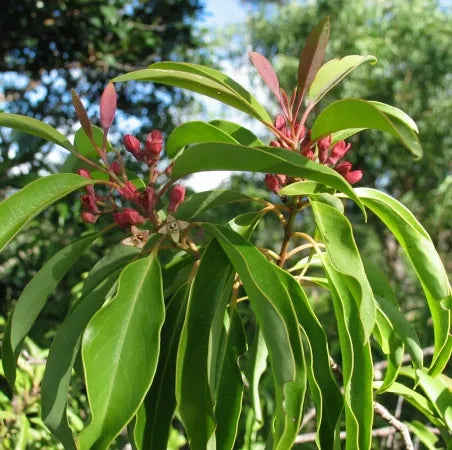 Amyris (Haitian) Pure Essential Oil