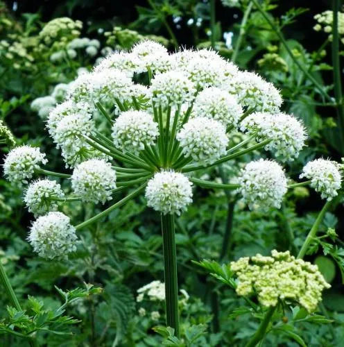 Angelica Root (Indian) Pure Essential Oil