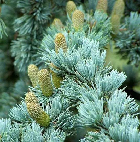 Cedarwood Atlas (Moroccan) Pure Essential Oil