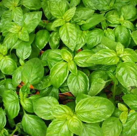 Holy Basil (Tulsi)(Indian) Pure Essential Oil