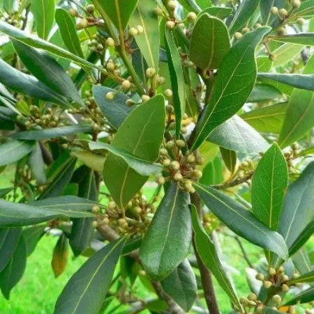 West (Indian) Bay Pure Essential Oil
