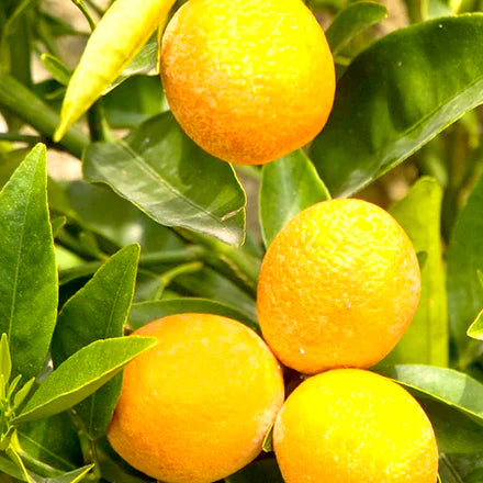 Bergamot Natural Blend (Italian) Pure Essential Oil