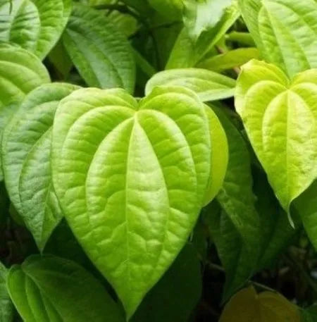 Betel Leaf (Indian) Pure Essential Oil