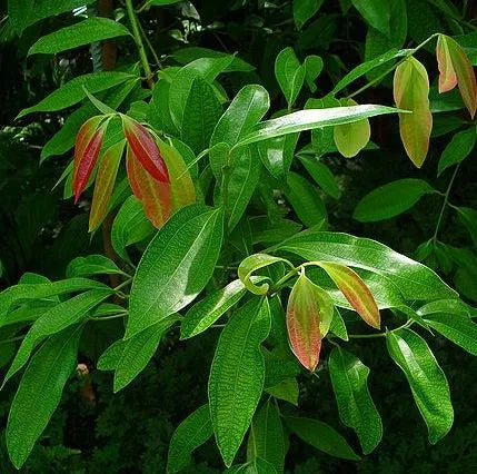 Cinnamon Leaf (Sri Lankan) Pure Essential Oil