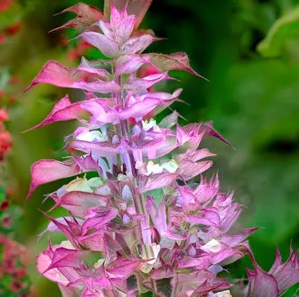Clary Sage (Moldovan) Pure Essential Oil