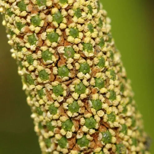 Calamus Root (Indian) Pure Essential Oil