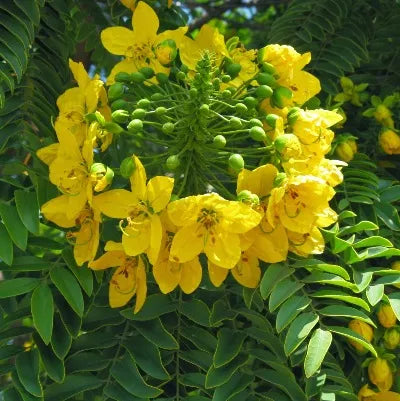 Cassia (Chinese) Pure Essential Oil