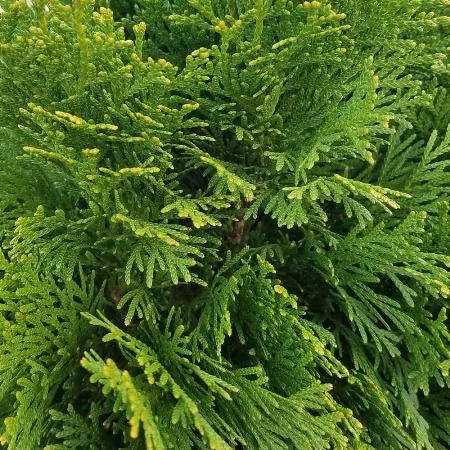 Cedar Leaf (Thuja) (Canadian) Pure Essential Oil