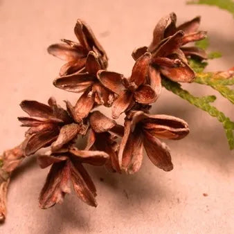 Texas Cedarwood (American) Pure Essential Oil