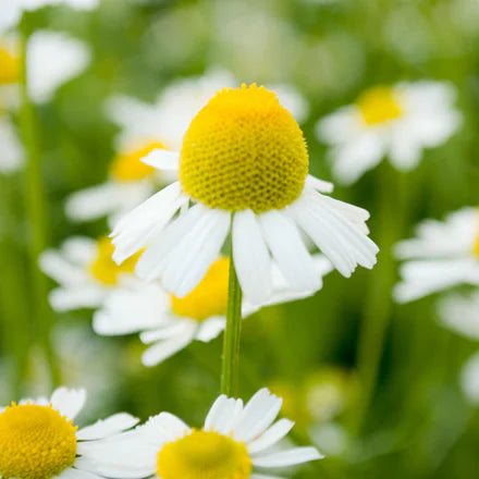 German Chamomile (Hungary) (Hungarian) Pure Essential Oil