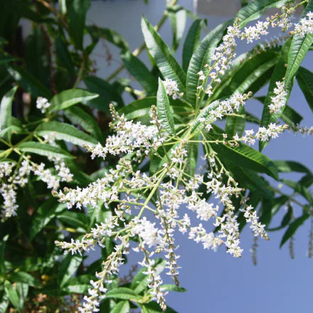 Citriodora (Lemon Eucalyptus) (Chinese) Pure Essential Oil